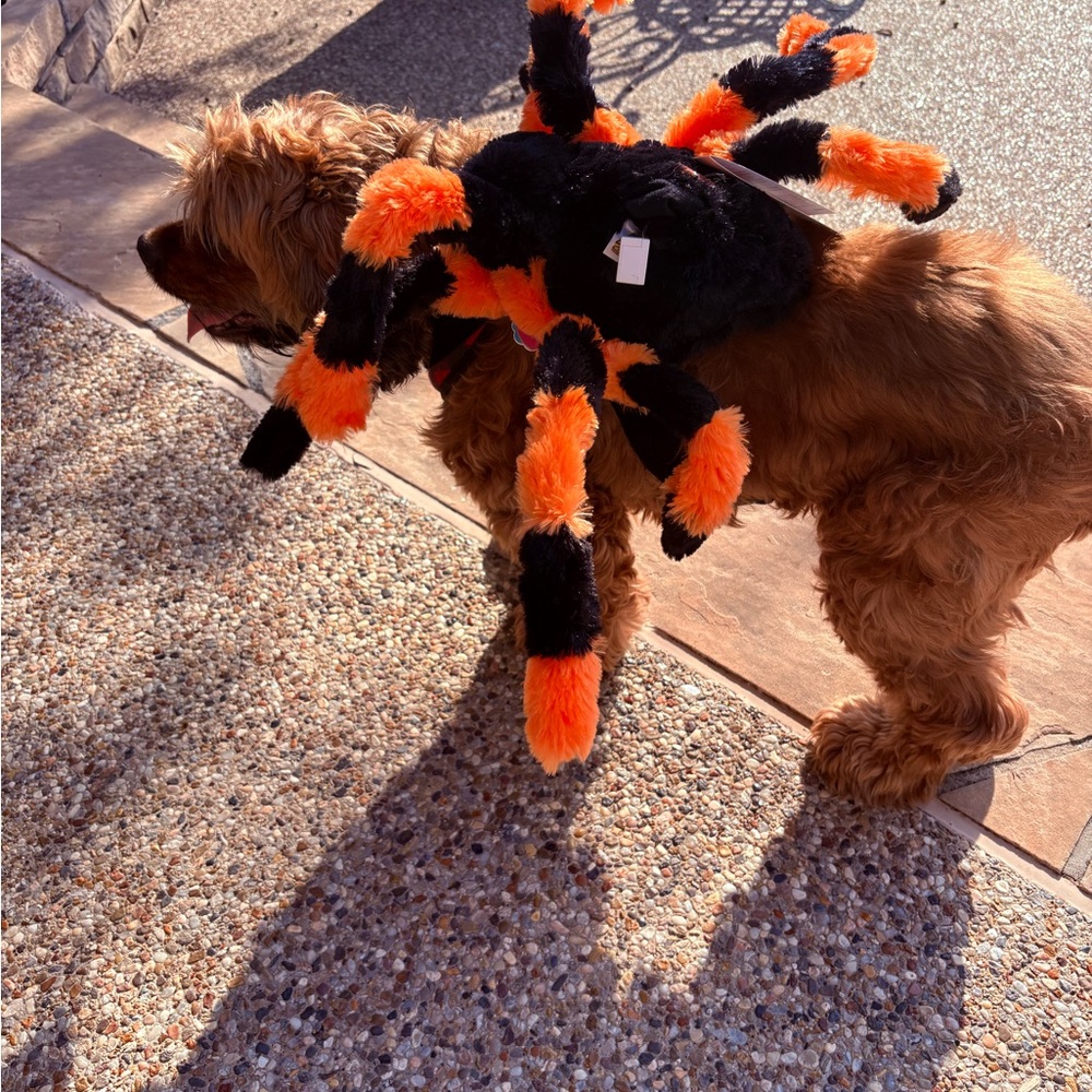 PET Orange Black Furry Spider Costume L - XL